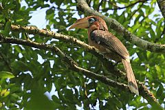 Brown Hornbill